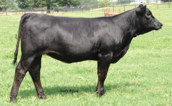 Open Heifers page 18 51 ARNOLD FARMS AF Preferred Focus 53S CALVED: 9/11/06 ASA: PENDING TATTOO: 53S 52 MLF S154 Lot 51 CALVED: 9/3/06 ASA: PENDING TATTOO: S154 BLACK JOKER AF MISS FOCUS 48N 53S is