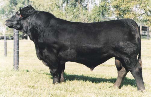 Take her home and breed to any bull. She ll make money. BW: 76 WW: 785 BON VIEW BANDO 598 J W K LASS 7067-1.2 25.8 52.4 7.6 20.