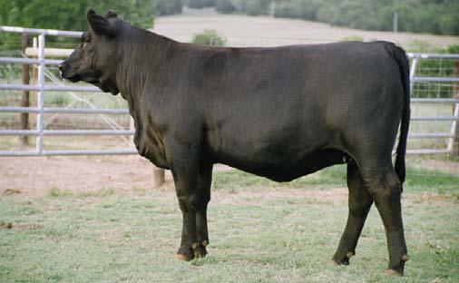 page 19 Open Heifers 56 ARNOLD FARMS AF Queen of Ebony 49S CALVED: 9/1/06 ASA: PENDING TATTOO: 49S 57 ARNOLD FARMS 46S is true to her breeding.