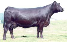 3 18 of these SimAngus females. S844 is a brood cow deluxe from the heart of Daniels Angus cow herd.