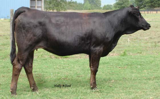 Bred Heifers page 20 60 SOUTHERN COMFORT SCSF Maggy CALVED: 2/28/06 ASA: 2336060 TATTOO: S668 Lot 60 PMS SHARP SHOOTER 59M RAB MS PREF STOCK L668 S668 is out of our high growth Preferred Stock