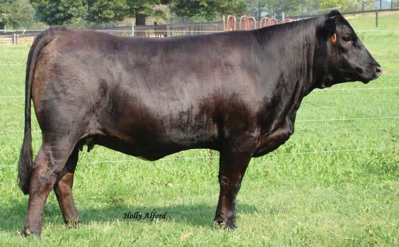A great cow family to add to your Simmental program.