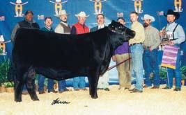 SHAMROCK E157 LLL MISS KAN C MT R78 is a female with a lot of volume. She is the great grand daughter of Kansas State s donor, BLACK IRISH KANSAS LLL MS REBA SAC MR MT 73G KSU MISS PURE BLACK 4J 6.