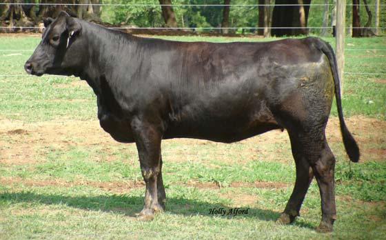 BW: 77 WW: 660 AI Sire: Antoinettes Star, ASA#: 2241324, Service Date: 4/5/07 Service Sire: SCSF Paramount, ASA#: 2308007, Service Date: 4/20/07-7/20/07 Safe in calf Lot 66 67 SOUTHERN COMFORT SCSF