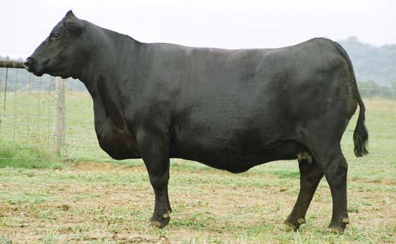 Bred Heifers page 24 74 WF Miss Traveler 92 CALVED: 9/3/98 ASA: 2237988 TATTOO: 92 Pair PRTY Parti Time Bred Cows Lot 74 Angus O C C ANCHOR 771A WHITESTONE RITA 9J47 318 This probably is the driest