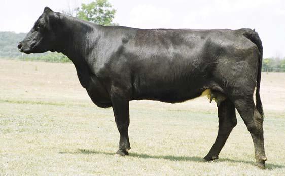 page 25 Bred Cows 77 ARNOLD FARMS AF Mandys Power Ms 22R CALVED: 3/13/05 ASA: 2288266 TATTOO: 22R TRIPLE C HIDDEN POWER SSS MANDY CEZ 019F These young heifer cows were born ET twins and were raised