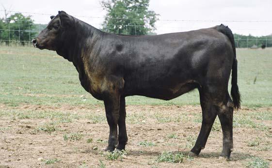 BW: 86 WW: 798 AI Sire: SS Goldmine L42, ASA#: 2106737, Preg Check: 7/14/07, 5 months bred HTP SVF IN DEW TIME THSF FOUNDATION 437P Early Morning Dew will have many admirers sale day because she has