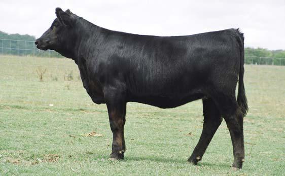 9 is destined to be a competitive show heifer plus a top notch brood cow like all the members of the H25/B80 cow family.