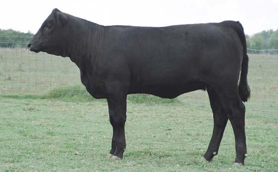 16 KENCO CATTLE CO KenCo Miss 1007R CALVED: 9/3/05 ASA: 2365059 TATTOO: 1007R Lot 16 SRS J914 PREFERRED BEEF LASTING IMPRESSION L32 1007R is from the same cow family as L24.