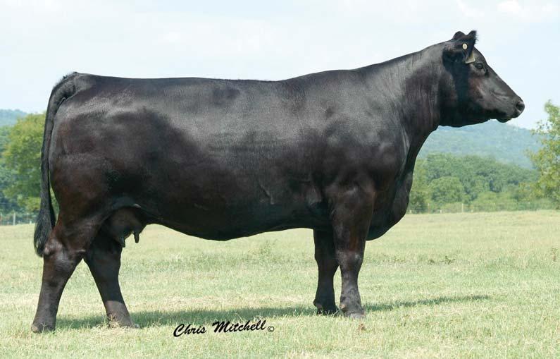 She is very fl uid in her movement. Beauty Queen is the fi rst female Beauty has had to date. Berthas Beauty, the dam of this female, is an awesome cow.