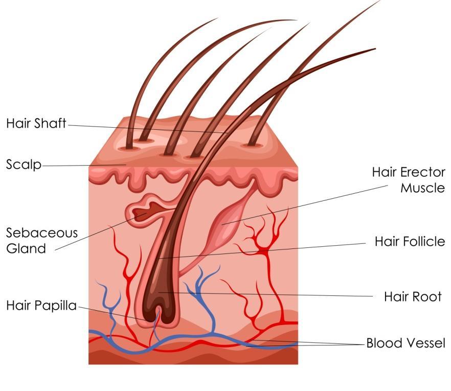 The Anatomy of Hair Hair Follicles and Hair Shaft: Found in the upper part of the subcutaneous fat are the hair follicles which are three to four millimeter in length, containing one to four hair