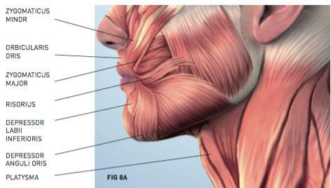 FACIAL MUSCLES THE MID AND LOWER THIRD OF THE FACE The risorius