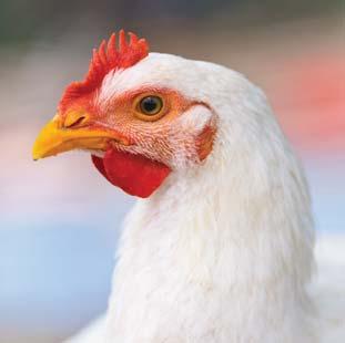 INTRODUCTION Poultry and Livestock: Broad spectrum disinfectants for infectious disease control in animal housing.