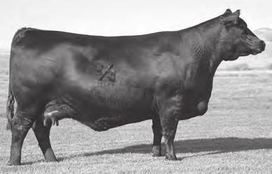 FLUSH BROTHERS BY APEX WINDY WCR WINDY 4374B - He sells as Lot 17. APEX WINDY 078 - The sire of Lots 17 and 18. COLEMAN DONNA 386 - The famous maternal grandam of Lots 17 and 18.