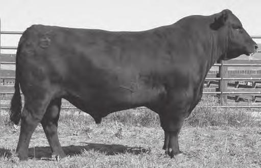365 605 1183 +56.79 +58.46 Sure-shot calving-ease traits in this All In son whose dam is a daughter of the calving-ease specialist Mustang plus she records WR 1@107.