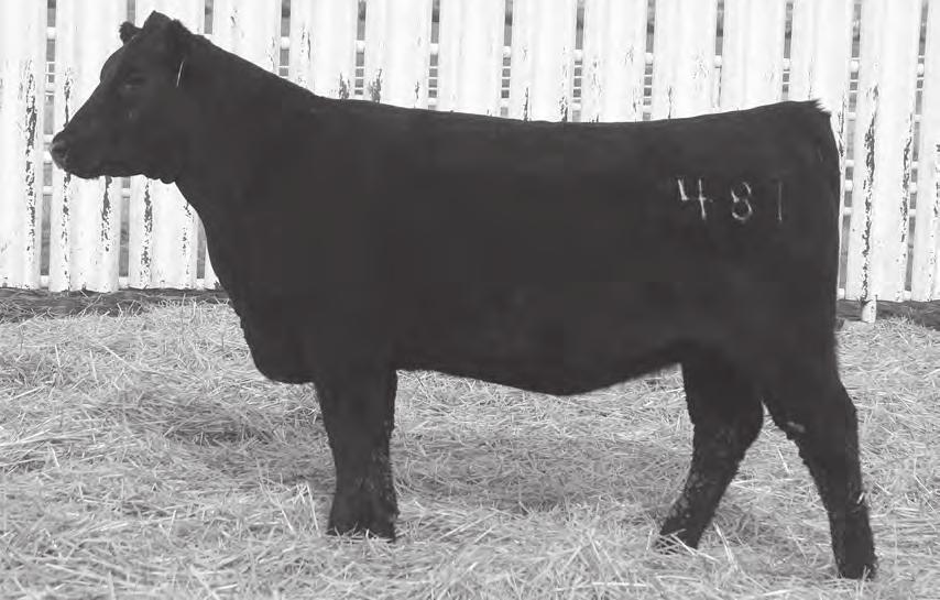 Headlining the fall bred heifer division is this daughter of the breed-impacting AI sire Ten X produced from a dam who records UA 2@110 who, in turn, is a direct daughter of the $62,000 Rita 5F56 who