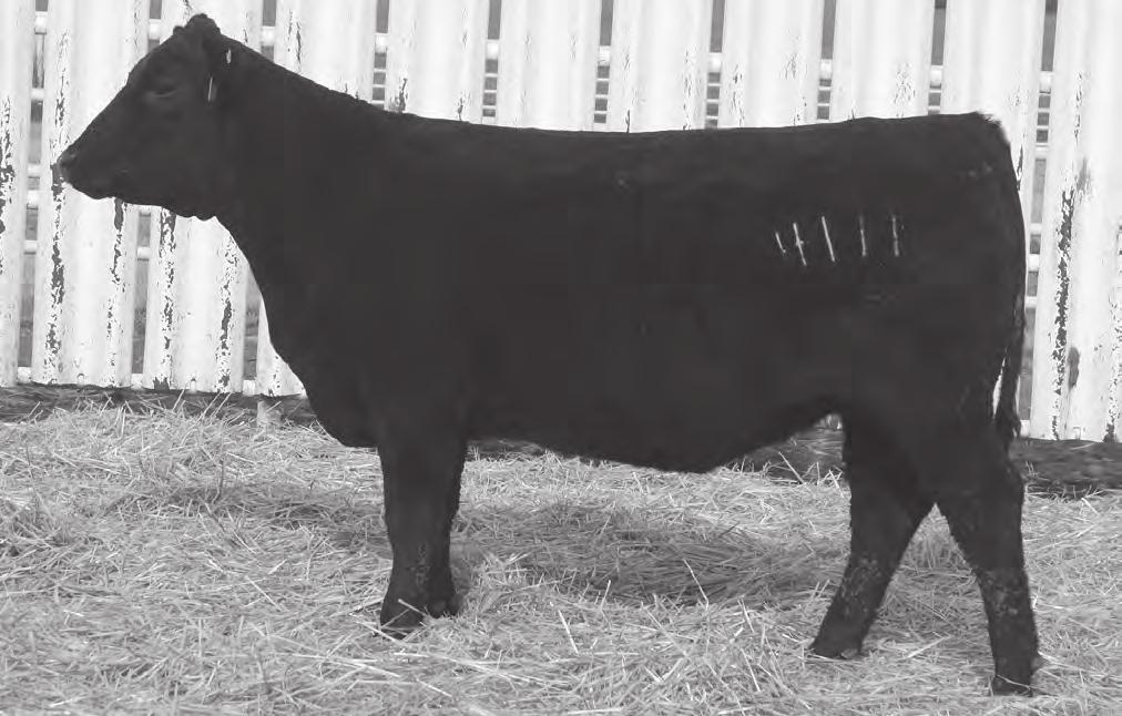 FALL BD HEIFERS DVAR BLACKBIRD DASH D4111 - This direct daughter of the calving-ease sire Sitz Dash 10277 sells as Lot 215 safe in calf to Deer Valley All In.