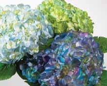 Colors Flowers Yes No BOUTONNIERES Groom Groomsmen Created especially for fresh, silk, dried, and decorative flowers,