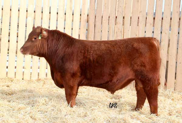 Copenhagen Sons 16 RED PACIFIC SUNDOWN 16F CAA# 2062986 BD: January 10 2018 Tattoo PFC 16F Sundown 16F is a moderate, long bodied, dark cherry red, a use with trust Heifer Bull Candidate.