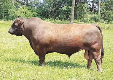 Endorse Sons C Reference Sire RED DWAJO ENDORSE 67B 