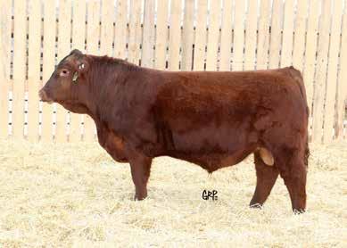 3.67 15 17 96 65 Another very consistent dark red, good haired, soggy Power & Performance Endorse 67B son, that will definitely pack the weight on for your calves with his very strong ADG of 5.