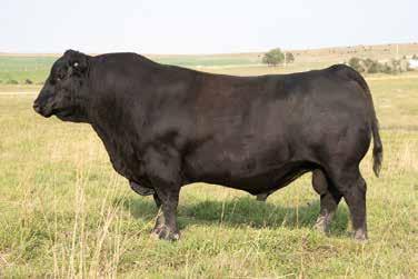 Signature was our pick of the JL bulls in 2015. We liked a lot of things about the bull and loved the elite dam - what an influence she has had on their program.