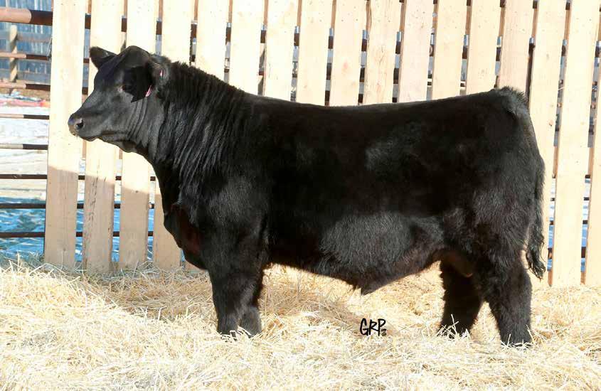 2 38 55 20 40 An easy fleshing bull with the same thick round muscle pattern that Signature stamps them with. He will sire calves that thrive on minimum inputs.