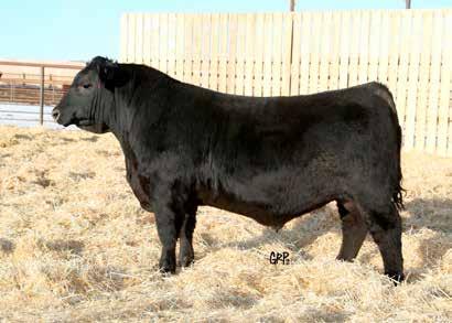 2 52 83 24 48 Another 206C son stamped like his brothers with tons of hair pattern, style, and length of body. The consistency of the Coalitions are like no other. An easy one to find on sale day!