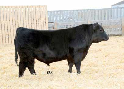 stout made Prime Cut son out of a top producing Legacy daughter, Erroline 0227.
