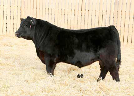 He has done a marvelous job siring his type and stamping his progeny with his impressive muscle shape, depth and character!