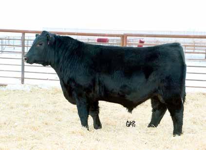 with tremendous hair, big tops, and a smooth design. Their super soggy and thick made in a moderate sized package. A never miss calving ease bull sold to Blairs.