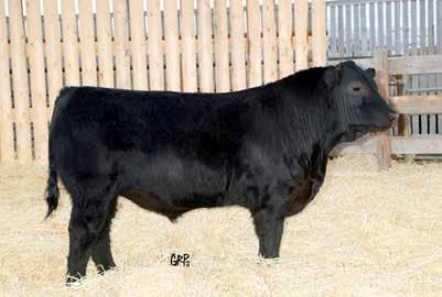 869 1388 3.85 BW 3.3 42 61 17 37 Well balanced with a lot going for him. His moderate frame and thick muscle pattern compliment his sound structure.
