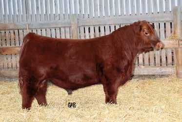 Bono Sons 1 RED PACIFIC EMPIRE 24F CAA# 2063004 BD: January 17 2018 Tattoo PFC 24F CANADIAN Selling ½ interest and full possession 76 706 1575 3.