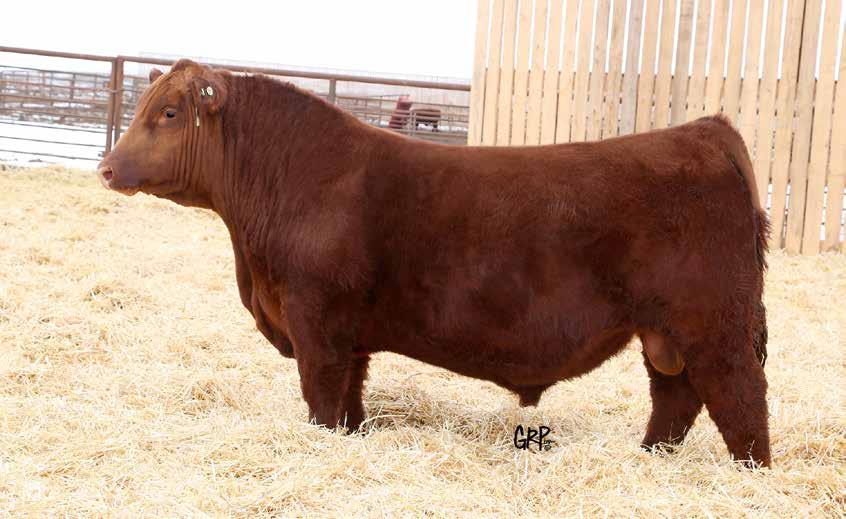124U RED U-2 ANEXA 8038U RED RMJ REDMAN 1T MINBURN MAY 112M RED FLYING K AMBUSH 6T RED FLYING K HANNAH 34T We consider Empire 24F to be one of the top Calving Ease Herd Sires we have raised.