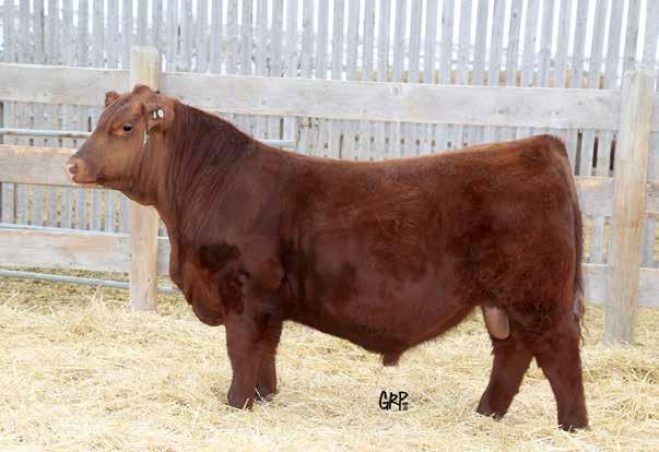 He has Explosive Performance, weaned off his dam at 824lbs in late August, then combine it with Calving Ease wrapped up in a very cool looking, ruggedly stylish, long bodied frame guaranteed Herd