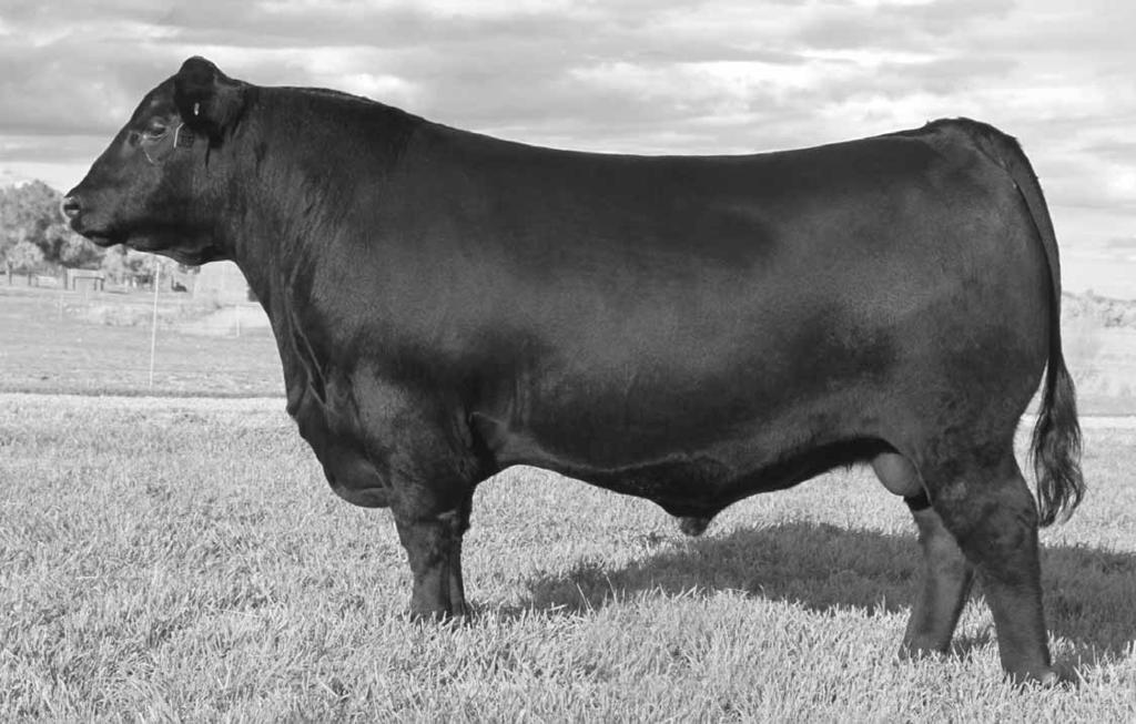 2 COMING 3-YEAR OLD ANGUS BRED COWS Musgrave Big Sky LOT 191 52 COWS 2 coming 3-year old bred Black Angus Cows AI bred to Musgrave Big Sky on May 29th due to calve March 1-12 LOT 192 55 COWS 2 coming