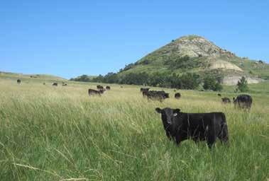 consistency that is abundant for maternal function These cattle