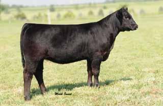 Currency March Heifer sired