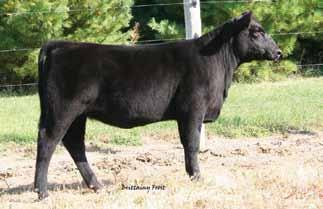 sired by Payday March Heifer