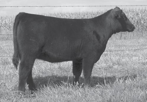 16483509 MA Rita 111 HAF Dividend 5029 Wilt Rita of 711 517 I+20 Consigned by Bagley Angus Another sharp looking April prospect by Lookout and out of a Musgrave bred heifer by Providence.