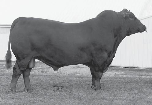 Would make for a great heifer for a first time show person and mature into a great cow. OCV d.