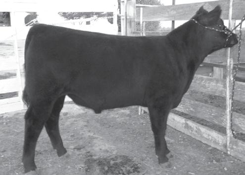 Lamoine Valley Steers 41 L A Mack 40 L A Mack 40 - Lot 41 Silveiras Style 9303 - Sire of Lot 44.