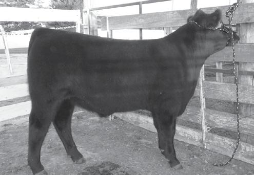 Mack s first two calves to sell brought $31,000 at Top Line s 2011 sale.
