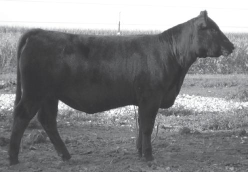 Pride 9337 575 315 #VDAR New Trend 315 +Finks Pride 575 288 692 I+22 Consigned by McCrery Farms Lamoine Valley Heifers DF Miss R01 - Lot 3 2 Bewleys Go Babe 1112 649 - Lot 2 Bewleys Go Babe 1112 649