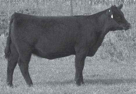 23Y has the look for the show ring and the production for pasture. Her dam, CJ Clara 56S, was successfully shown by Caseelynn receiving many championships during her time in the show ring.