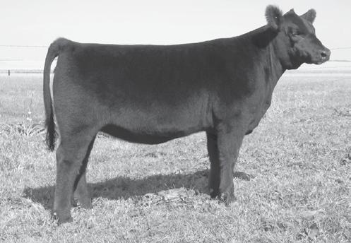 Lamoine Valley Heifers 19 DF Miss R18 Birth Date: 2-20-2011 Cow 16942036 Tattoo: R18 #+GAR Grid Maker #GDAR Traveler 044 TC Gridiron 258 GAR Precision 2536 [AMC-NHF] I+3.