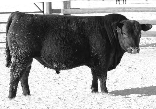 7 Frontier son doing what they do moderate birth with advantageous growth and fertility in a great-looking package. He has top 7% HPG and 6% CEM with a 94 BR and 114 WR.