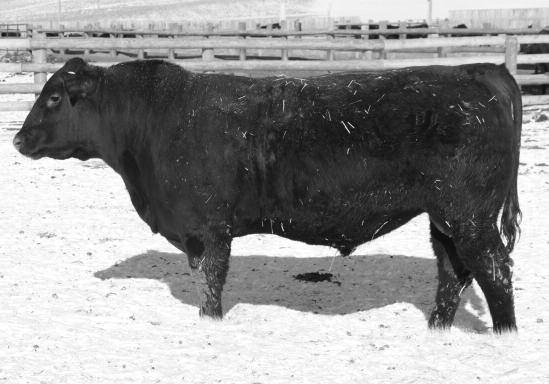 6 Performance bull with good growth numbers 106 WR, 111 YR, 118 WDA ratios and top 32% HB, 17% GM, 25% WW, 13% YW, 21% MILK, 22% MA and 17% CW. Out of a good Right Kind dam with a 104.67 MPPA.