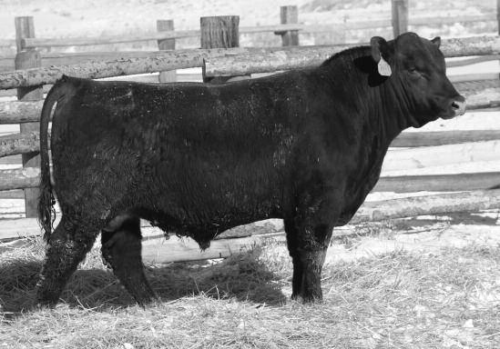 44 Good maternal bull with top 18% Milk, 7% HPG and 17% CEM. Out of a very good Hobo Design daughter with a 103.1 MPPA LOOSLI FRONTIER 706 LOOSLI FRONTIER 7119 37 39 38 BW....94 BR...... WW..735 WR.