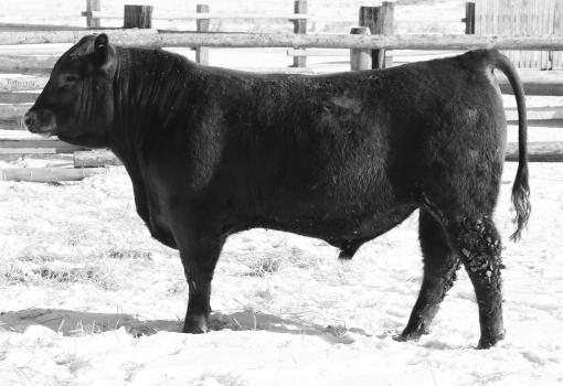 ROSE 06T0 LOOSLI NEW 518 LOOSLI PD 268 39.1 4.3 5.42 12.55 Good-looking, dark red phenotype bull. Top 22% BW, 10% HPG, 29% MA and a 7 CED with a 97 BR, 101 WDA and 136 IMF ratios.